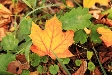 incredibly beautiful autumn forest landscape