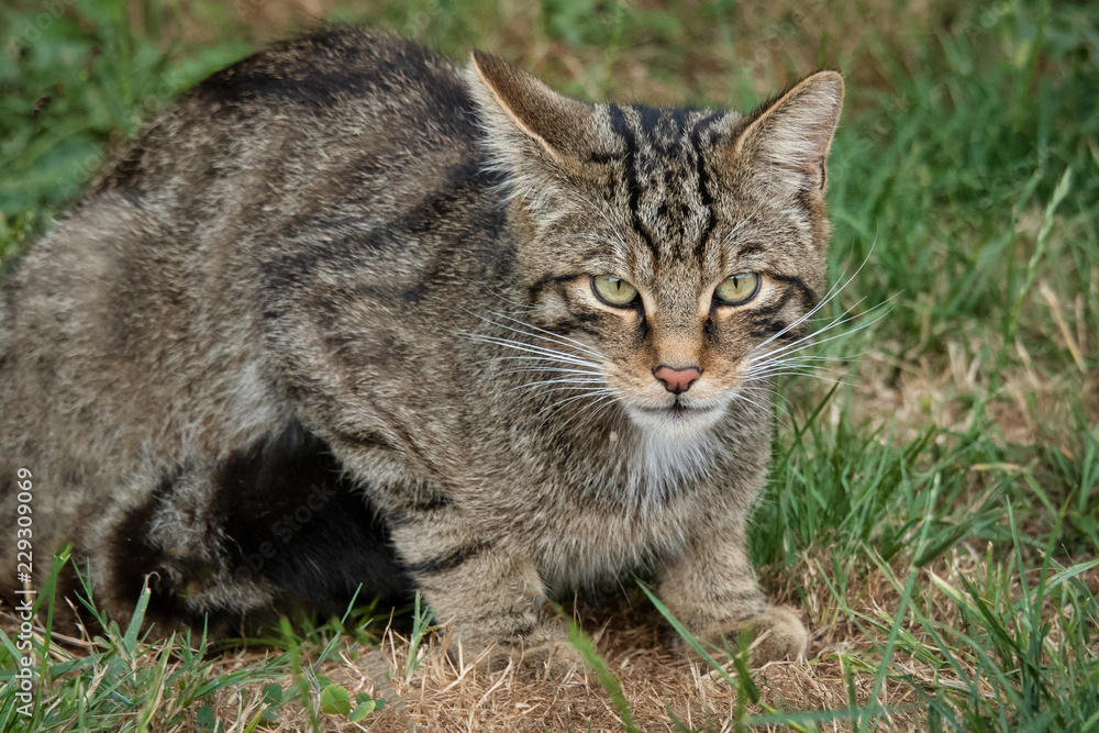 Aufkleber a close up study of a scottish wildcat t.he animal is crouched and staring directly forward