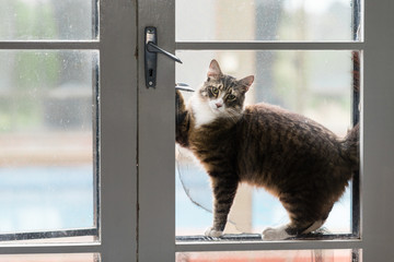 cat at glass door trying to get in