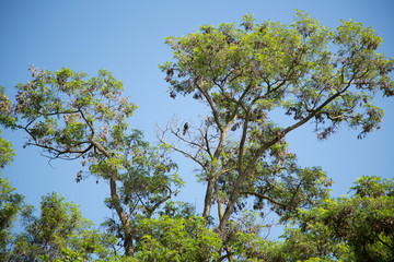 tree on blue sky