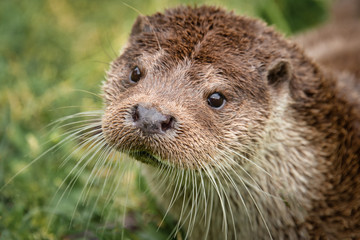 A very close portrait of the face of an otter. It is taken from a slightly higher angle and the animal is looking up