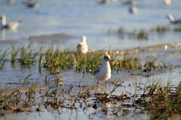 seagull on rock