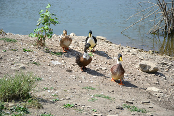colorful ducks walking on the shore of the pond 