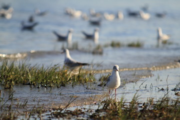 seagull on the beach