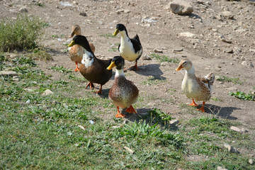 colorful ducks walking on the shore of the pond 