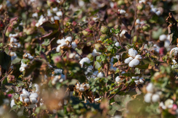 COTTON PLANT FLOWER FIELD ON SUNNY DAY
