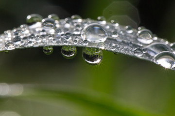 Dew Drops on Grass