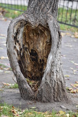 Fototapeta na wymiar heart-shaped hollow