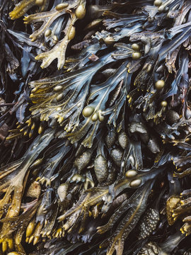 Study of Seaweed Clinging to Rocks