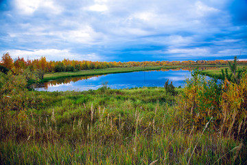 A small lake overgrown with shrubs and grass