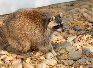 Raccoon. the American raccoon is a carnivorous mammal. The fur of the animal is characterized by density and splendor, color gray-yellow. Raccoon stripes on the face has a kind of