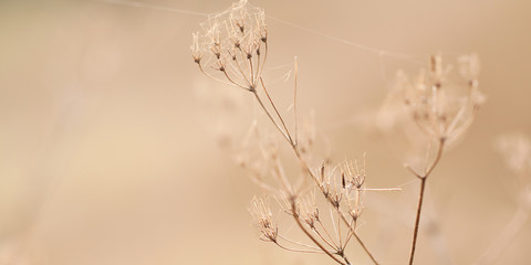 funny dry plant in the web in the autumn forest or park