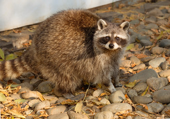 Raccoon. the American raccoon is a carnivorous mammal. The fur of the animal is characterized by density and splendor, color gray-yellow. Raccoon stripes on the face has a kind of