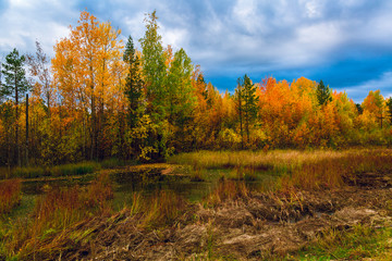 Autumn landscape of the forest on the edge of the swamp