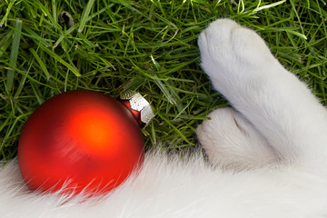 Katze mit Weihnachtskugel auf dem Rasen... warten auf Weihnachten... Weihnachtsgruß