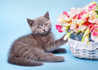 The cat lying next to a basket with flowers