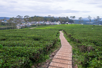 Fototapeta na wymiar Landscape of Green Tea Hill in Da Lat, Vietnam