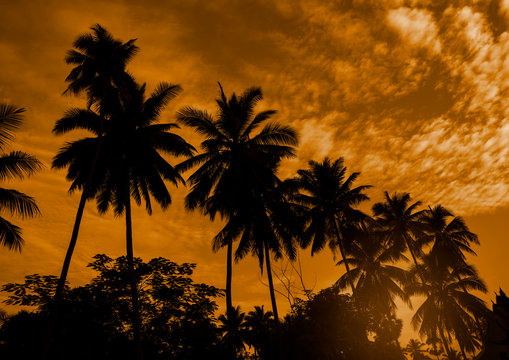 Black silhouette of coconut tree on sunrise background.