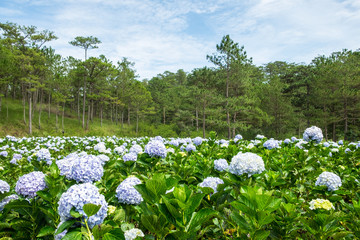 Panoramic view of Hydrangea flower field in Dalat, Vietnam. Da lat is one of the best tourism...