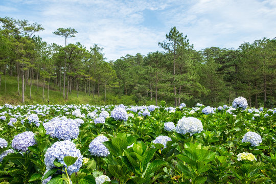 Panoramic view of Hydrangea flower field in Dalat, Vietnam. Da lat is one of the best tourism cities and aslo one of the largest vegetable and flowers growing areas in Vietnam