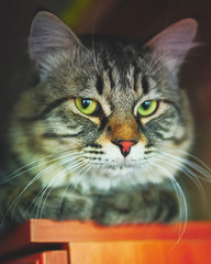 Portrait of striped cat.