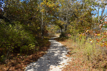 autumn trees and blue sky 