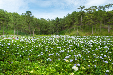 Panoramic view of Hydrangea flower field in Dalat, Vietnam. Da lat is one of the best tourism cities and aslo one of the largest vegetable and flowers growing areas in Vietnam