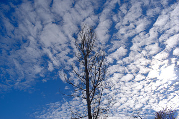 Fototapeta na wymiar autumn trees and blue sky 