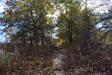 autumn trees and blue sky 