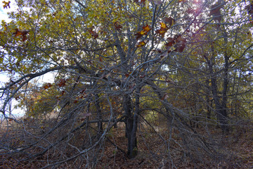 autumn trees and blue sky 