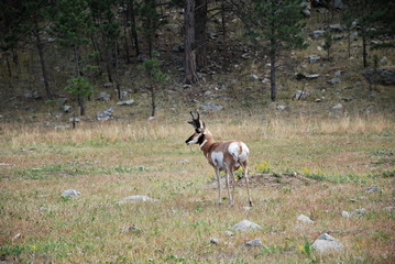 Gabelbock in den Black Hills, South Dakota