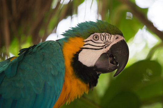 Parrot Ara in wildlife