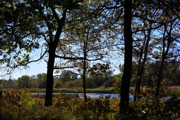 autumn trees and blue sky 