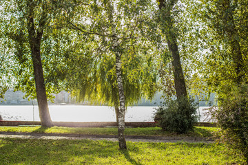 outdoor park natural local scenery landscape with little meadow and birch tree in middle 