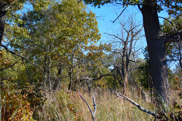 autumn trees and blue sky 