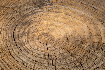 Naklejka premium A full frame photograph of a cut tree trunk showing the tree rings