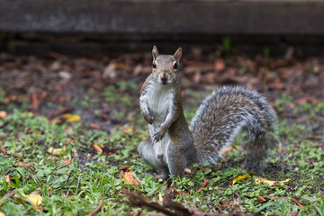 Cute little squirrel
