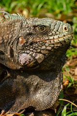 Green iguana (Iguana iguana) on a tree in Venezuela