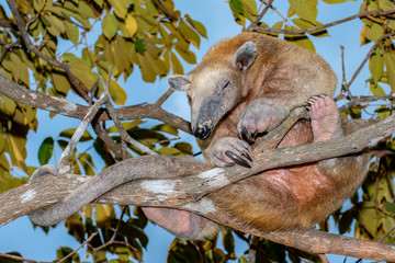 Southern tamandua (Tamandua tetradactyla), an anteater in a tree of Venezuela