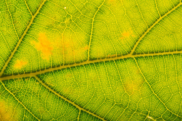 tree leaf nature eco background bright colors
