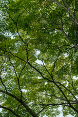 復元された花巻城跡