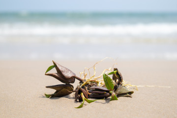 Unknown sprout floated from the sea.
