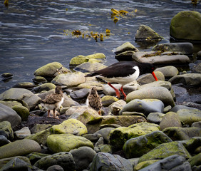 Oystercatcher with chicks on the beach