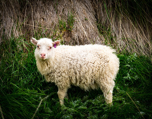 Sheep in Icelandic landscape