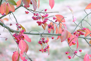 red leaves 4