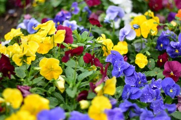 咲き誇る花々