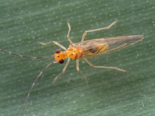 Macro Photo of Yellow Insect on Green Leaf