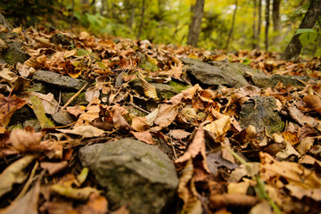 Autumn leaves closeup view - natural background. Shallow depth field.