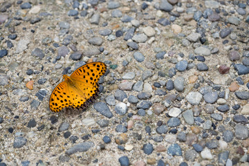 butterfly sitting on floor