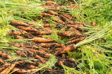 Freshly dug carrot crop on the ground